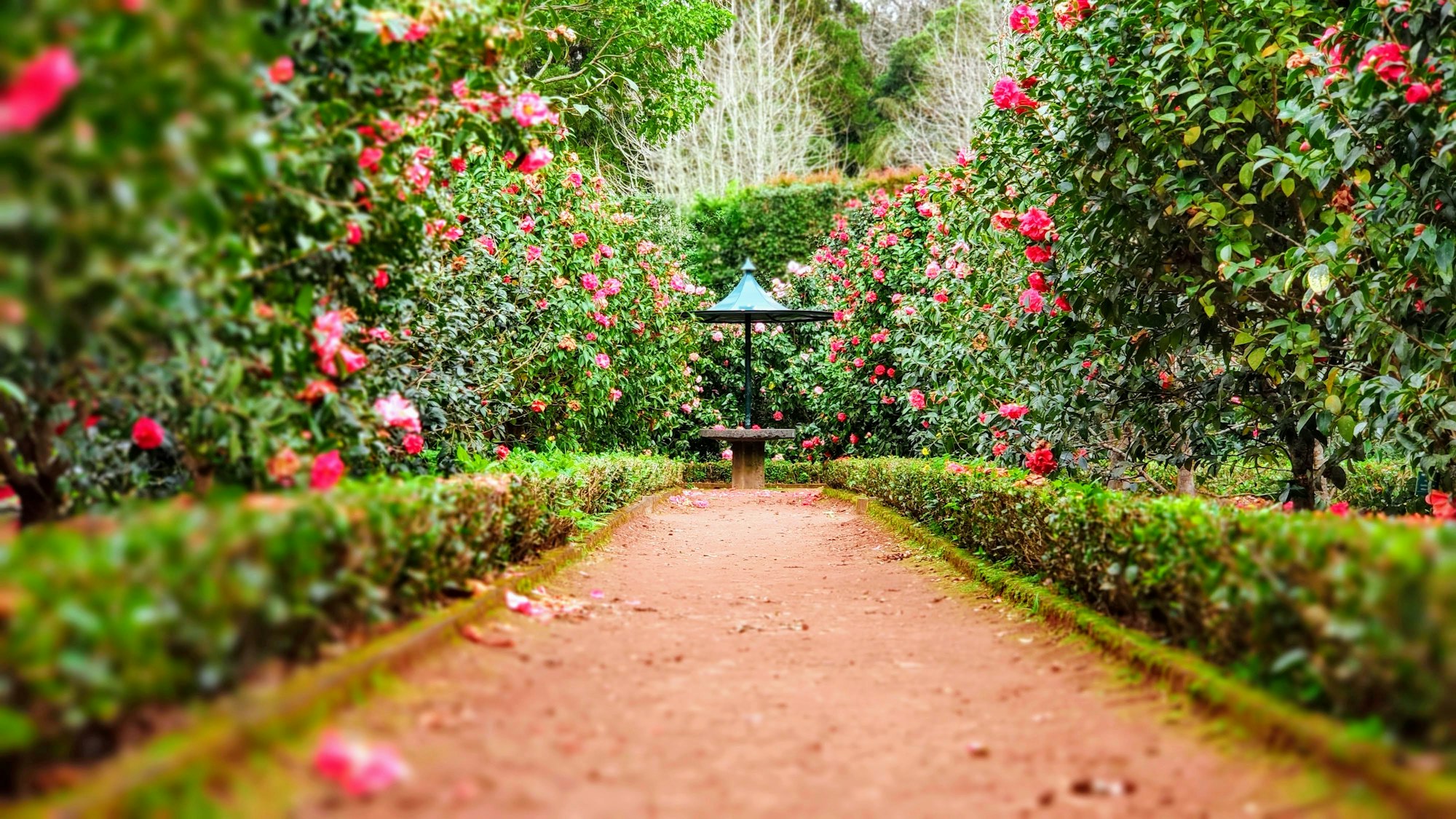 Winding garden path lined with blooming pink roses and green hedges leading to a blue bird feeder