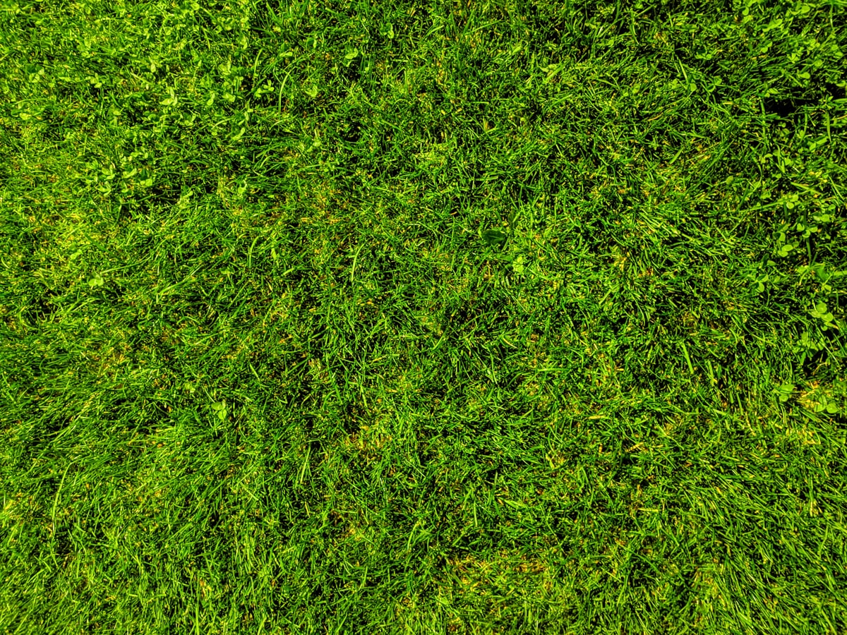Lush green grass and clover lawn viewed from above