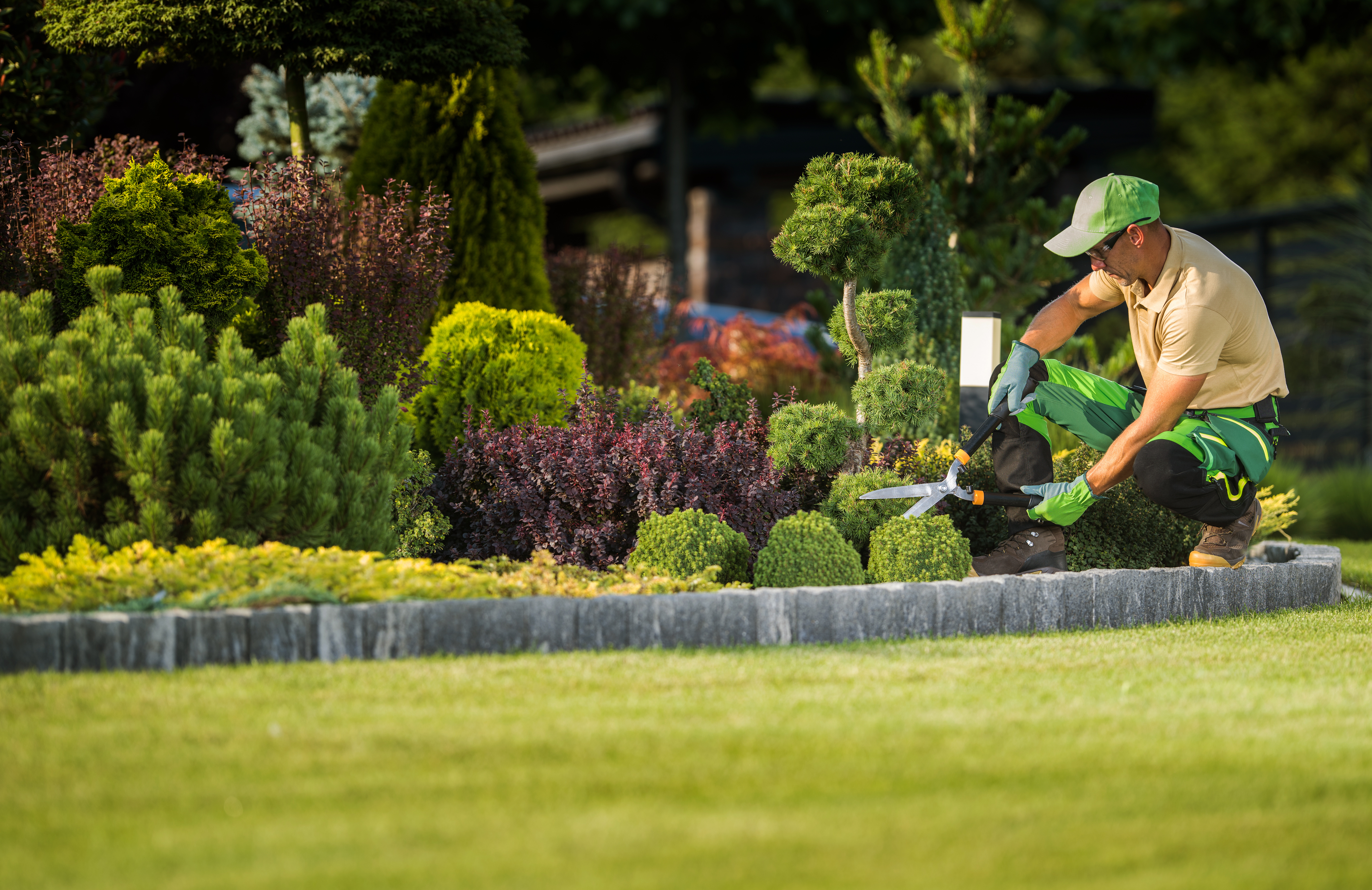 Professional gardener trimming hedges in manicured landscape with shrubs and lawn